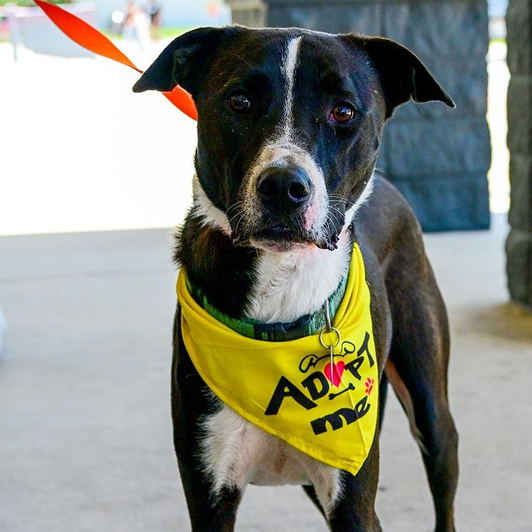 Enlarge Oliver, a Adoptable mixed breed in Waggaman, LA image 5/6