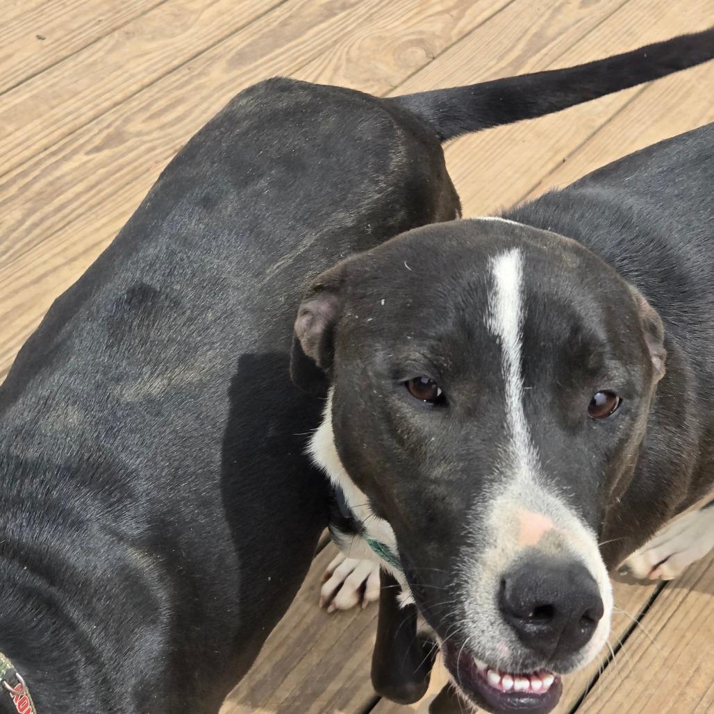 Enlarge Oliver, a Adoptable mixed breed in Waggaman, LA image 6/6