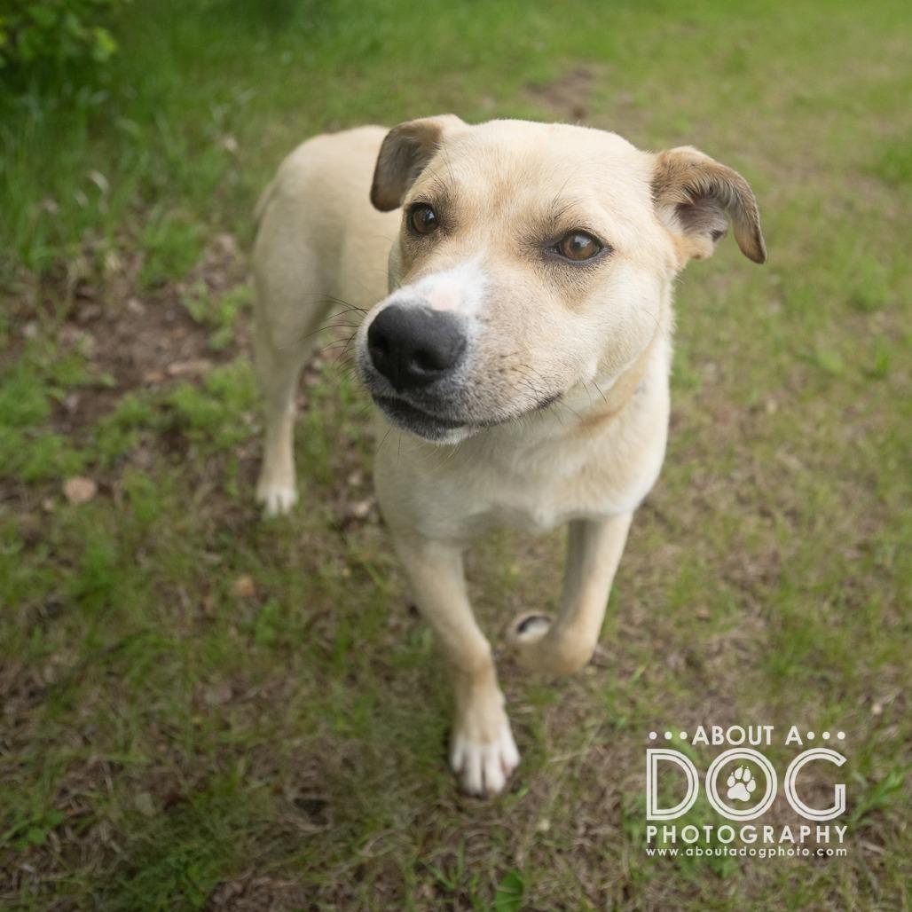 Donkey Kong, Adoptable, Young Male Mixed Breed.