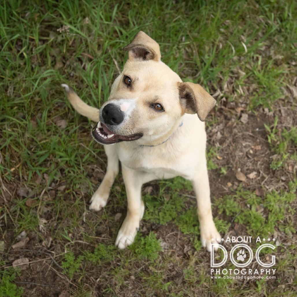 Enlarge Donkey Kong, a Adoptable Mixed Breed in Saint Cloud, MN image 3/4
