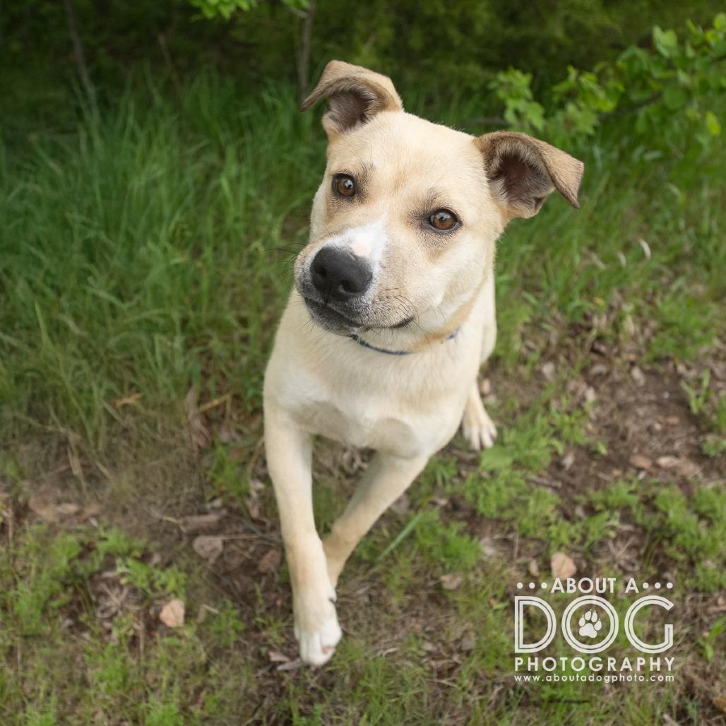 Enlarge Donkey Kong, a Adoptable Mixed Breed in Saint Cloud, MN image 4/4