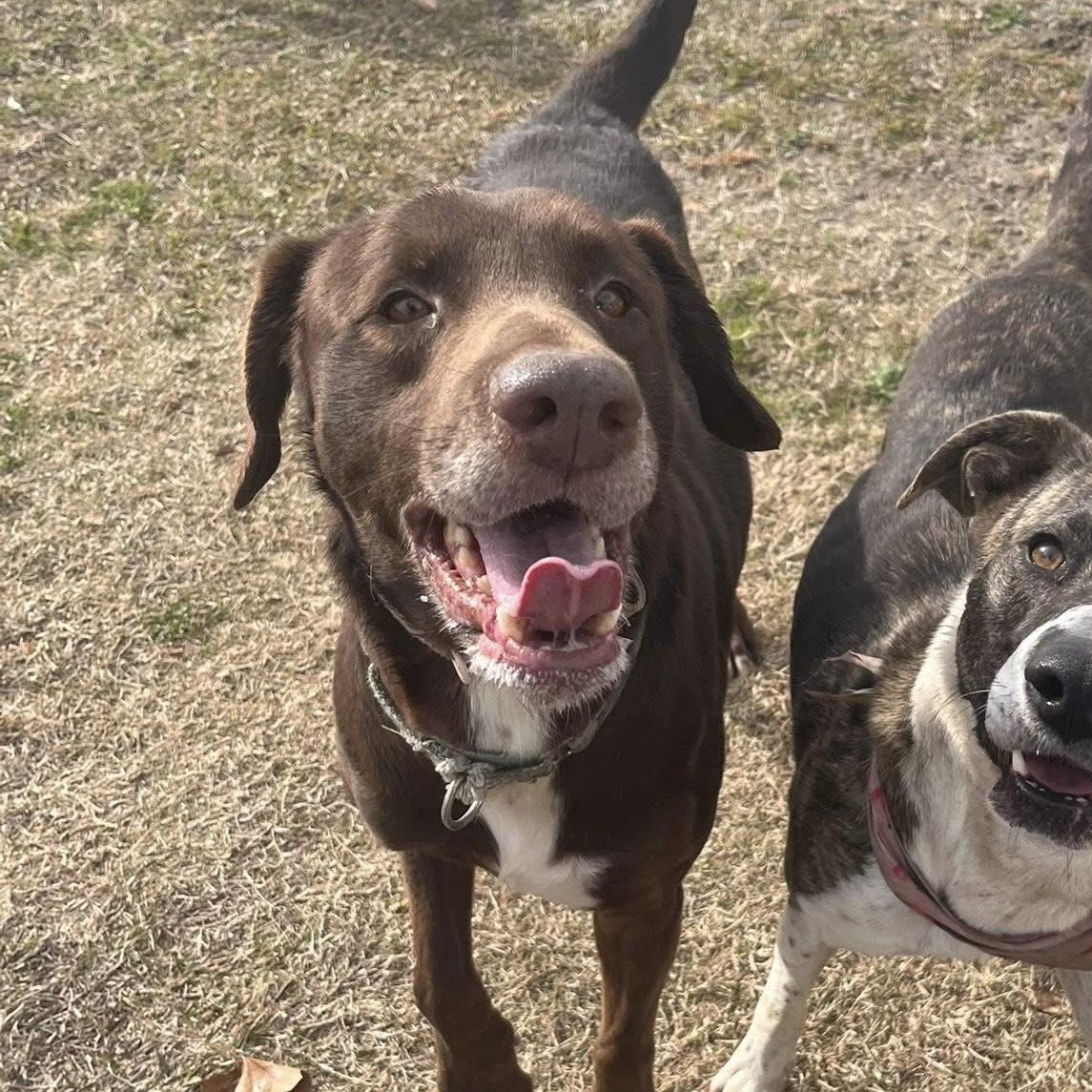 Enlarge Buddy, a Adoptable mixed breed in Smithtown, NY image 2/6