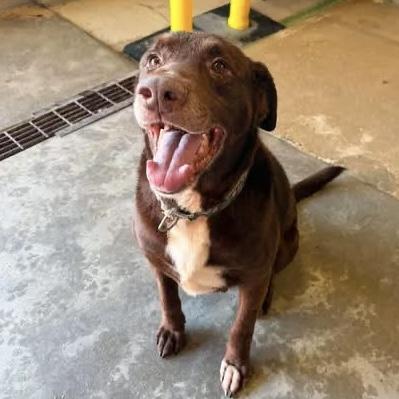 Enlarge Buddy, a Adoptable mixed breed in Smithtown, NY image 3/6