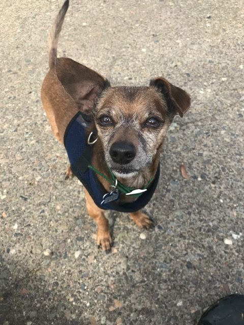 Max, Adopted, Senior Male Chiweenie.