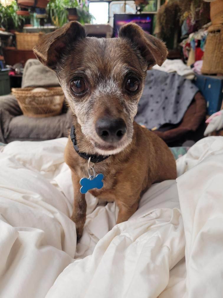 Enlarge Max, a Adopted mixed breed in Florence, OR image 2/3