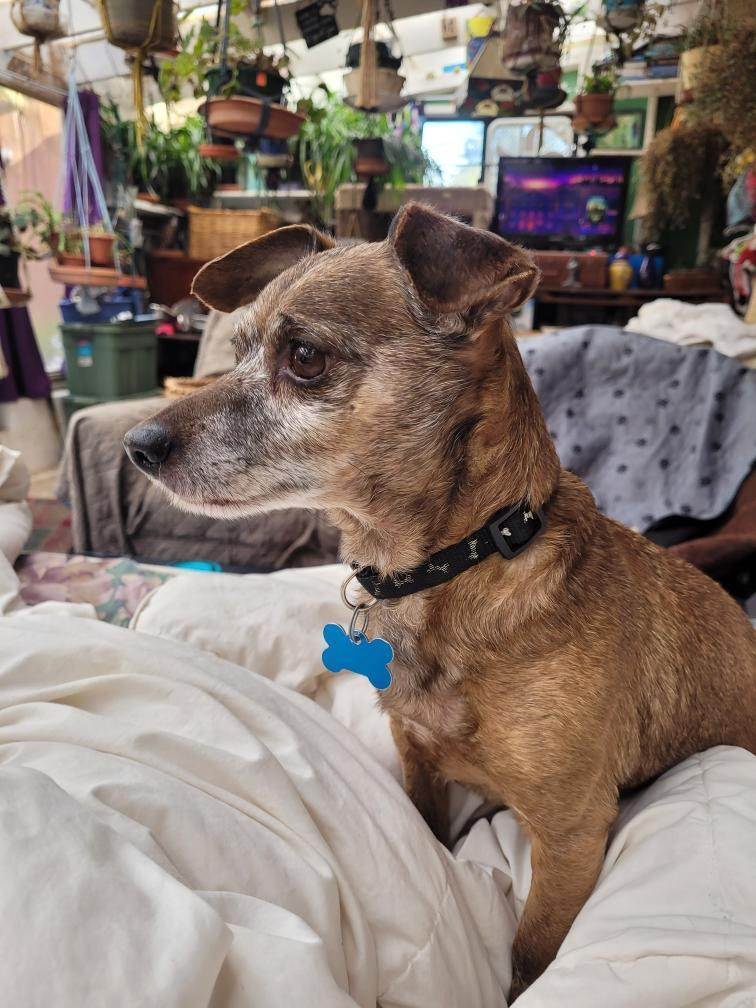 Enlarge Max, a Adopted mixed breed in Florence, OR image 3/3