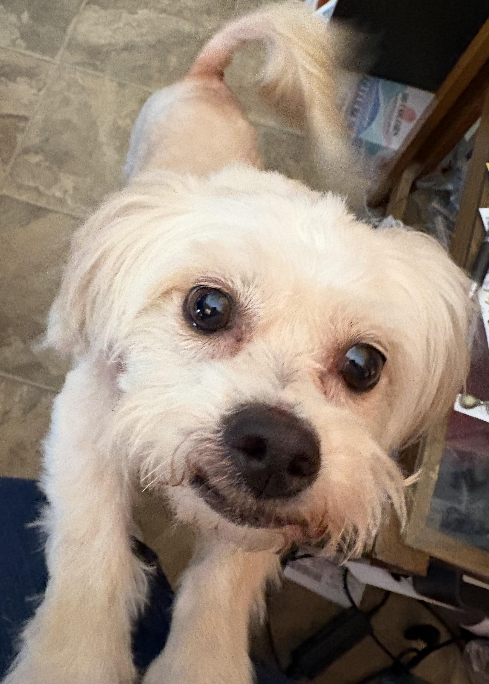 Mimi, a Adoptable mixed breed in Scottsdale, AZ image 1/4