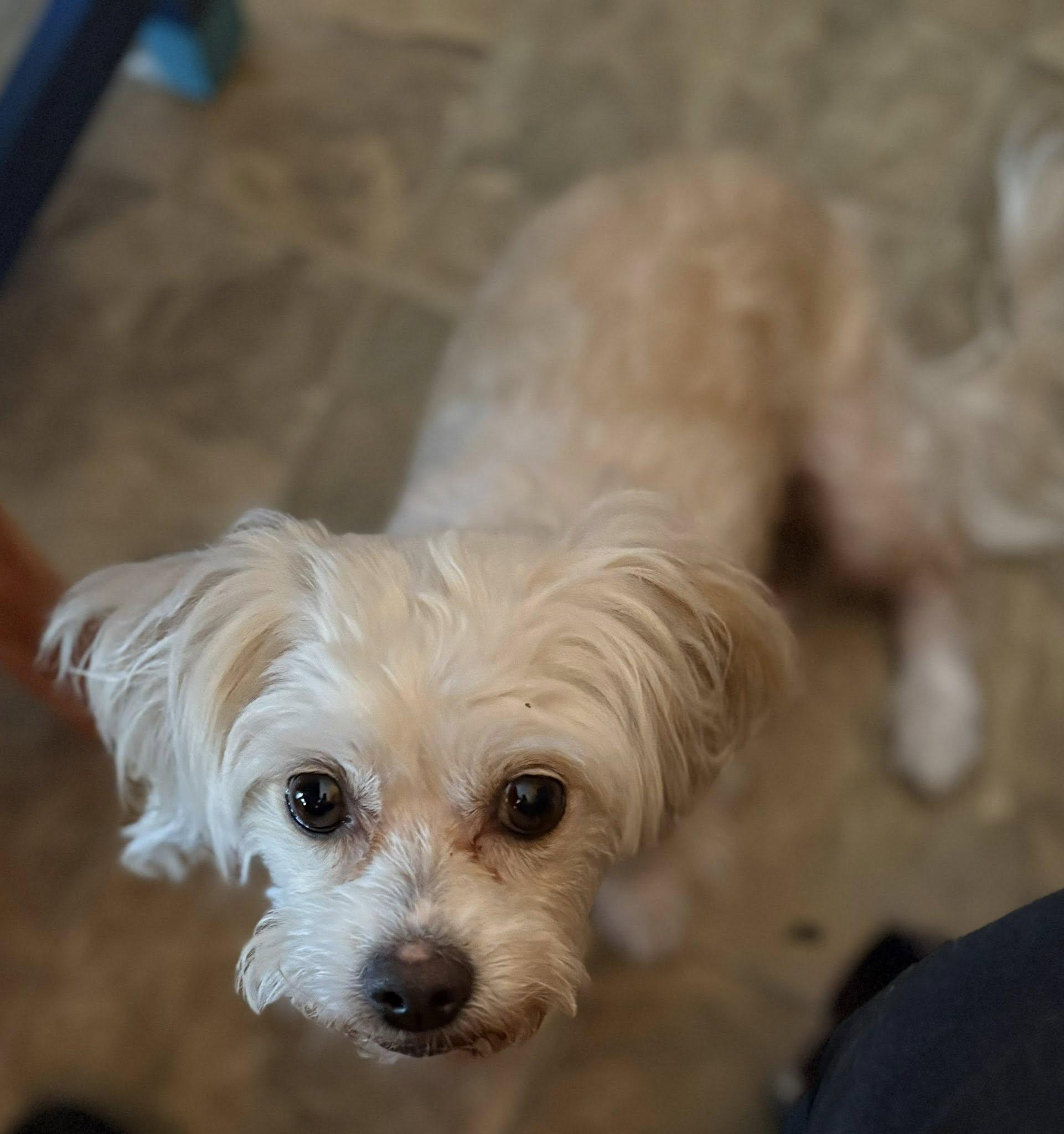 Mimi, a Adoptable mixed breed in Scottsdale, AZ image 2/4