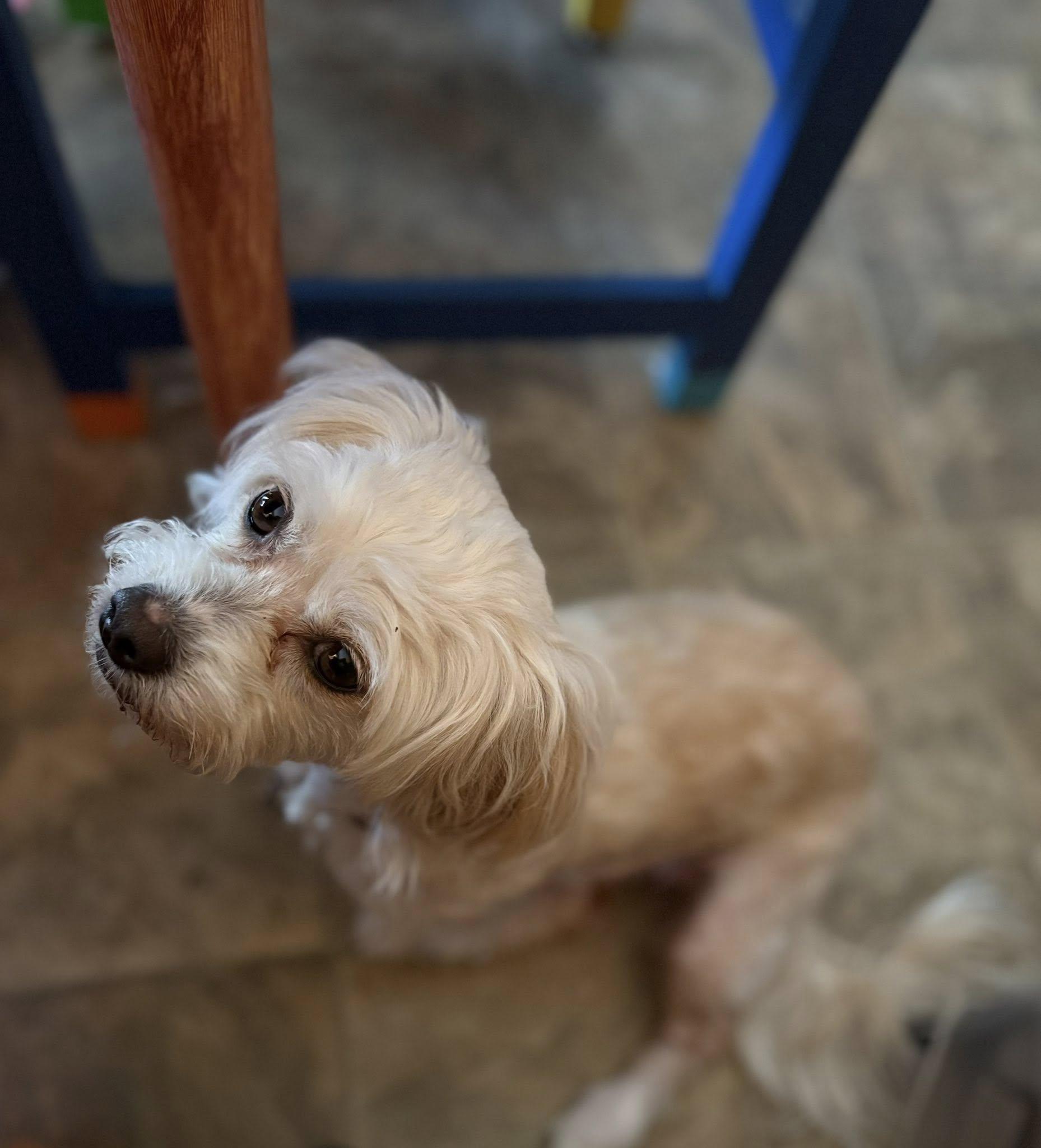 Mimi, a Adoptable mixed breed in Scottsdale, AZ image 4/4