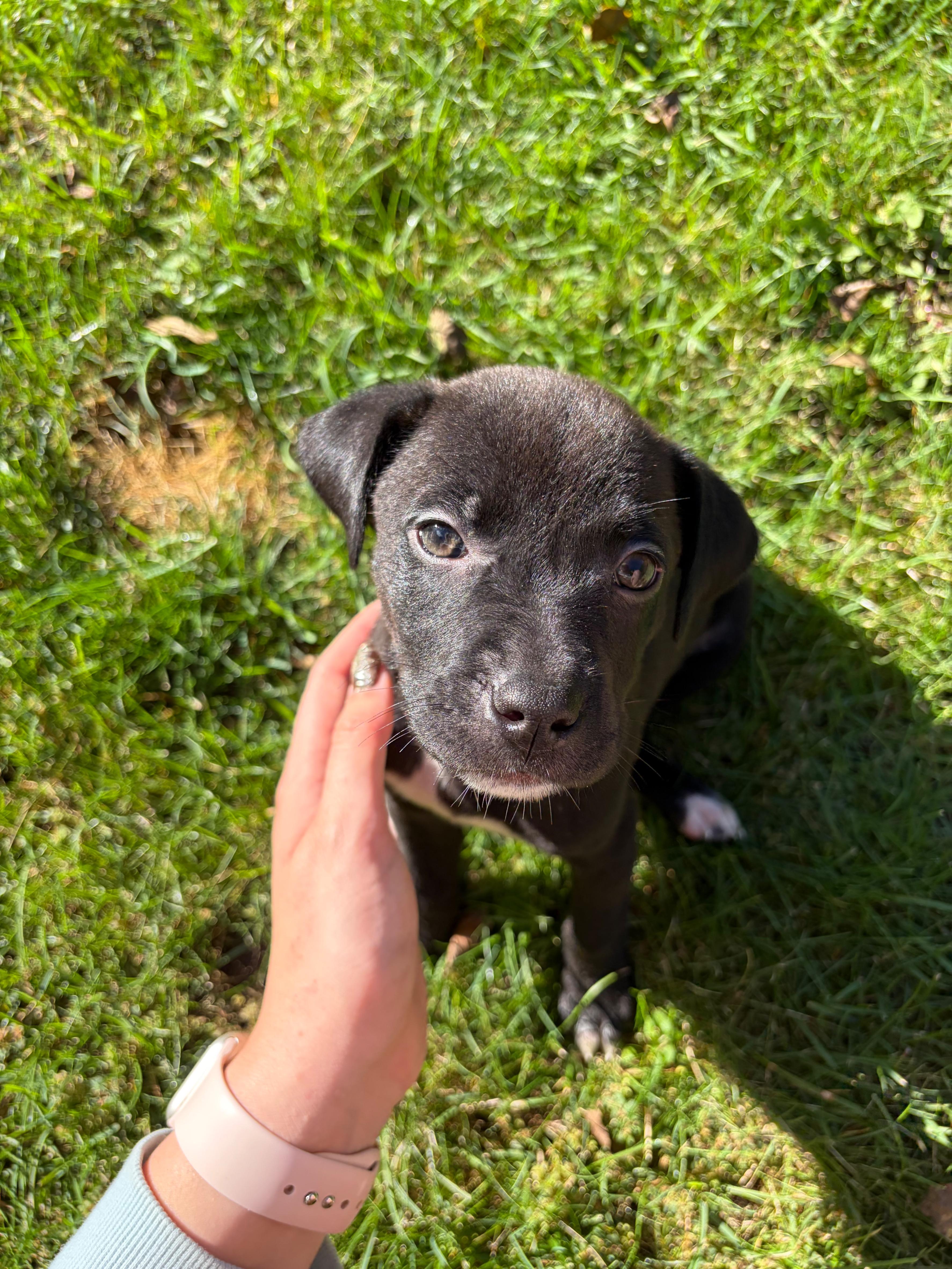 Enlarge Phillip, a Adopted Mixed Breed in Alma, MI image 2/2