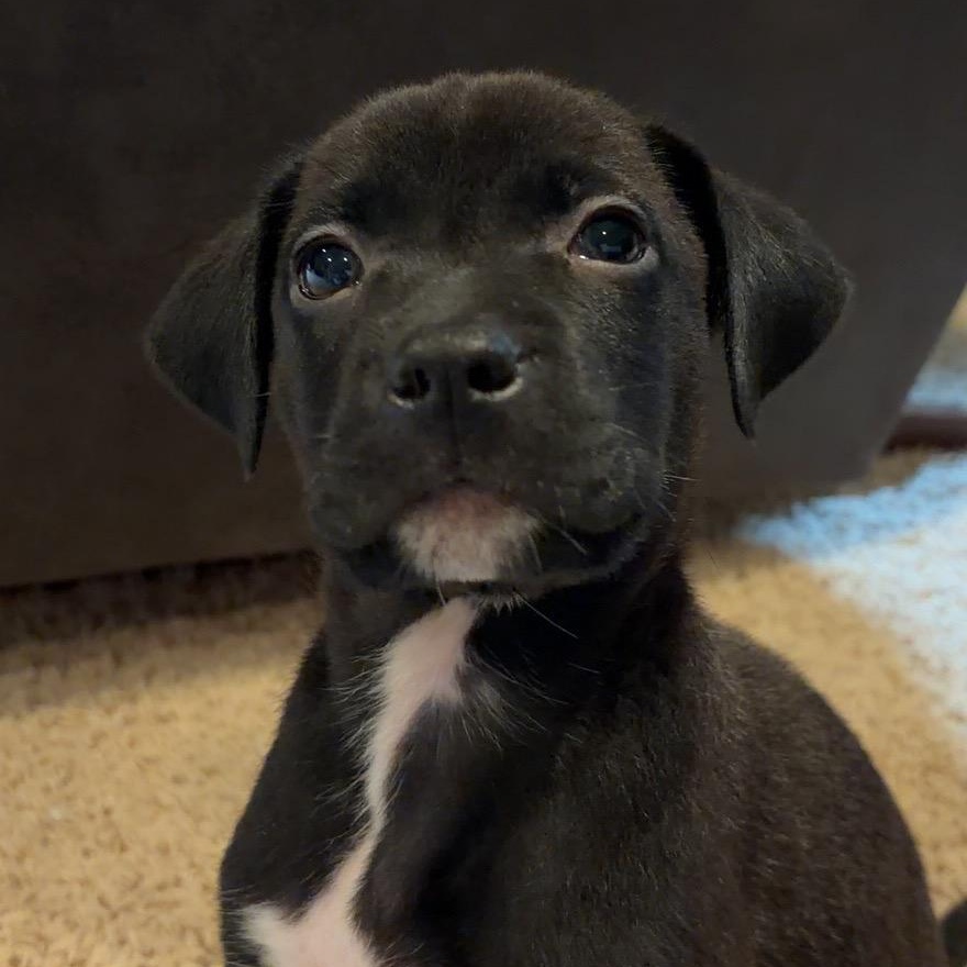 Enlarge Phillip, a Adopted Mixed Breed in Alma, MI image 1/2