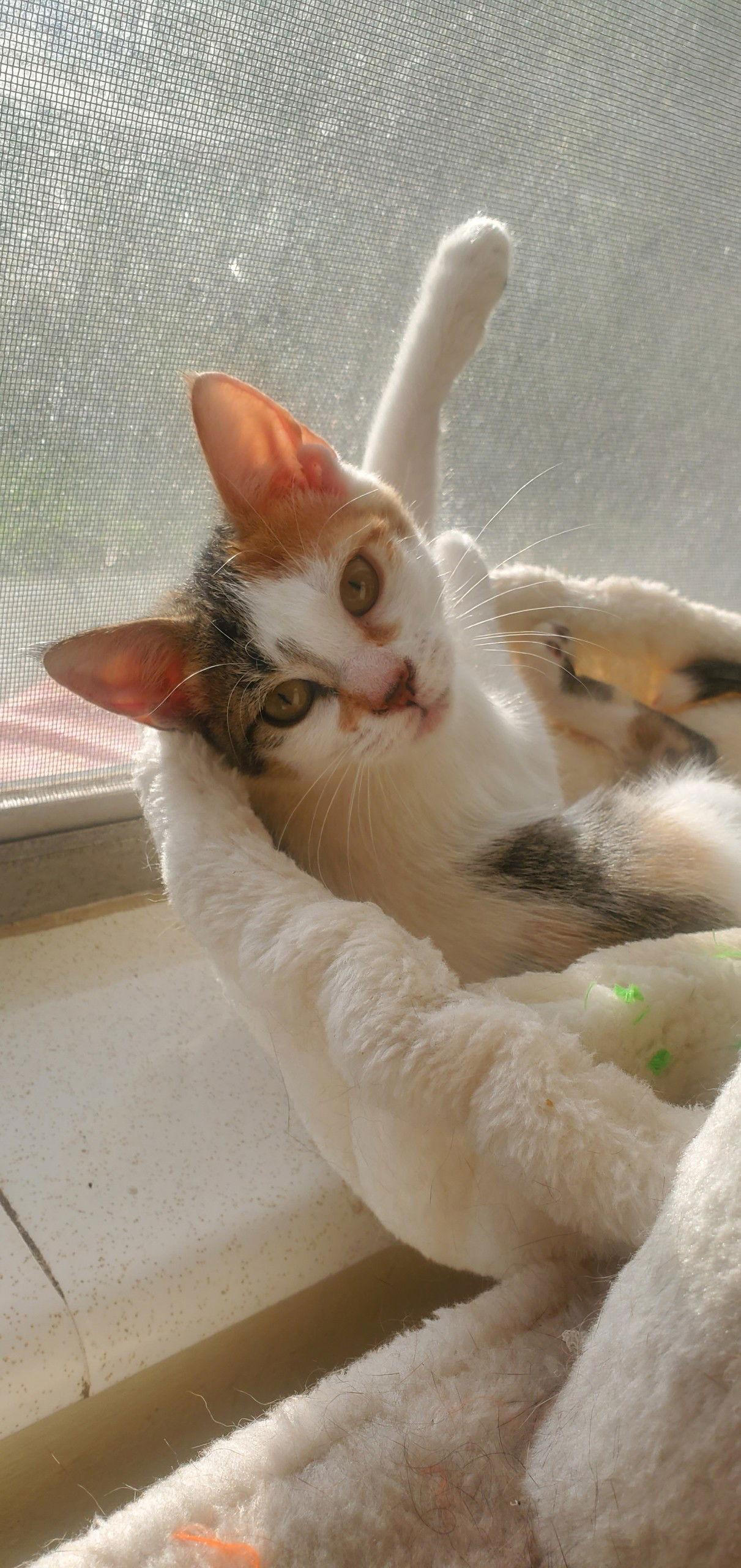 DAISY, Adoptable, Kitten Female American Shorthair.