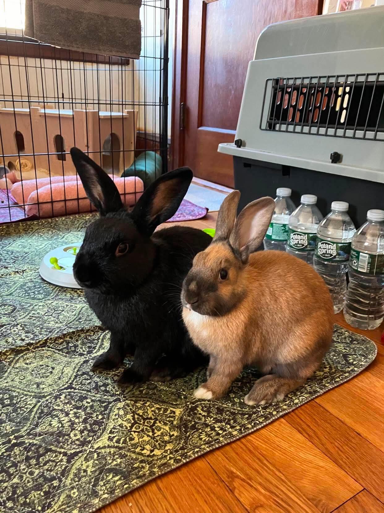 Enlarge Fia (bonded with Silas), a Adopted Bunny Rabbit in Portland, ME image 2/5