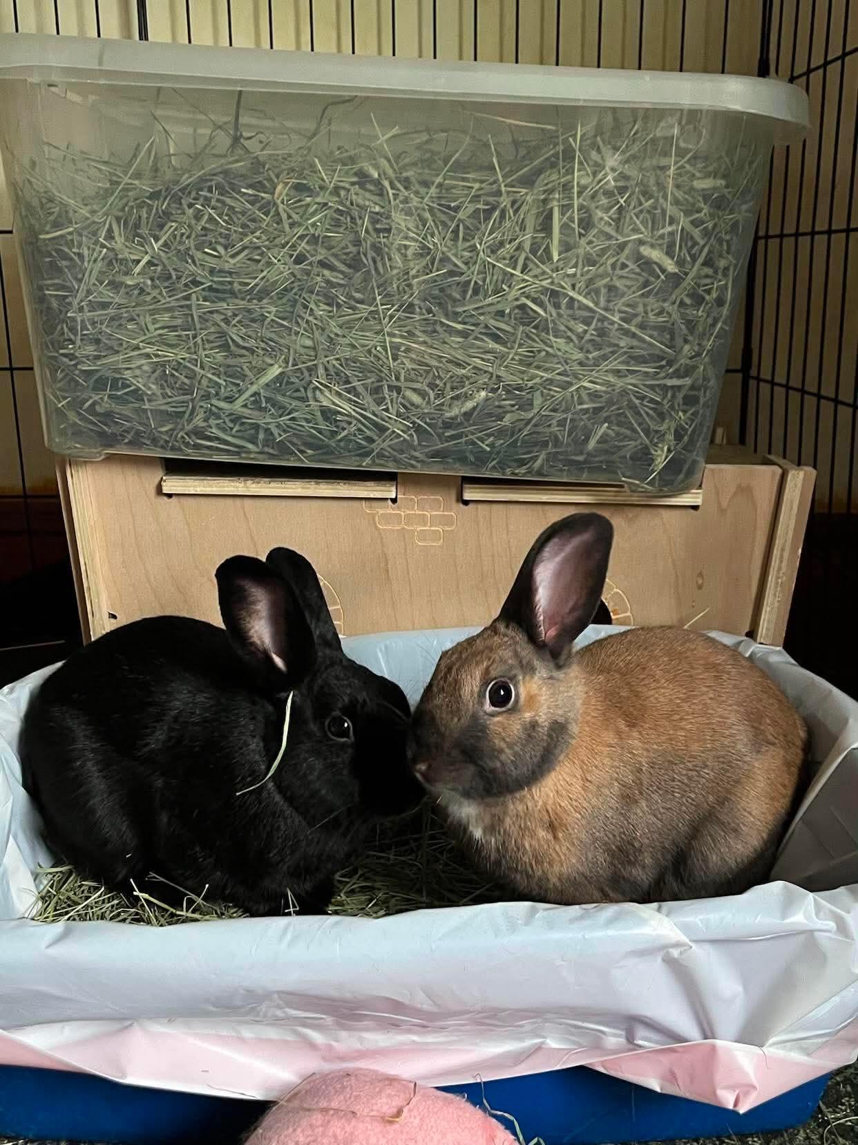 Enlarge Fia (bonded with Silas), a Adopted Bunny Rabbit in Portland, ME image 3/5