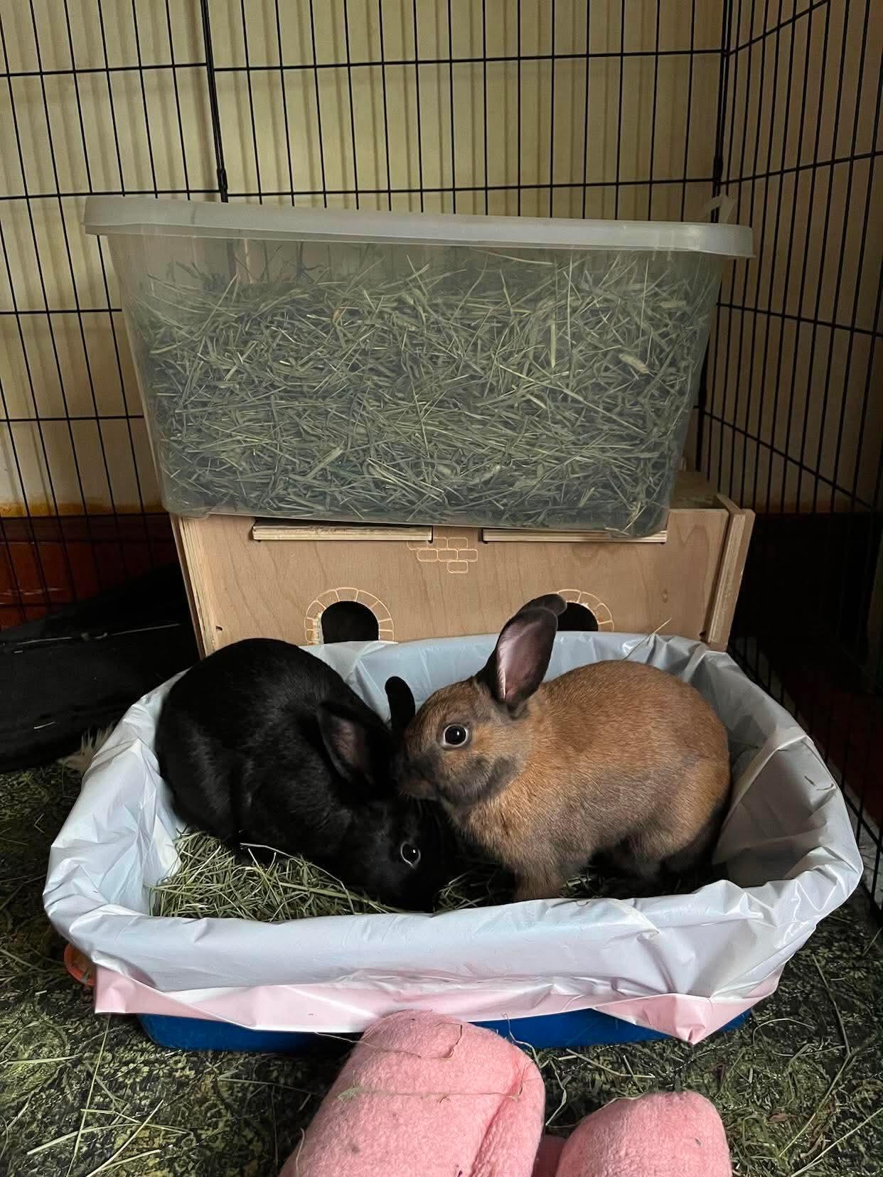 Enlarge Fia (bonded with Silas), a Adopted Bunny Rabbit in Portland, ME image 4/5