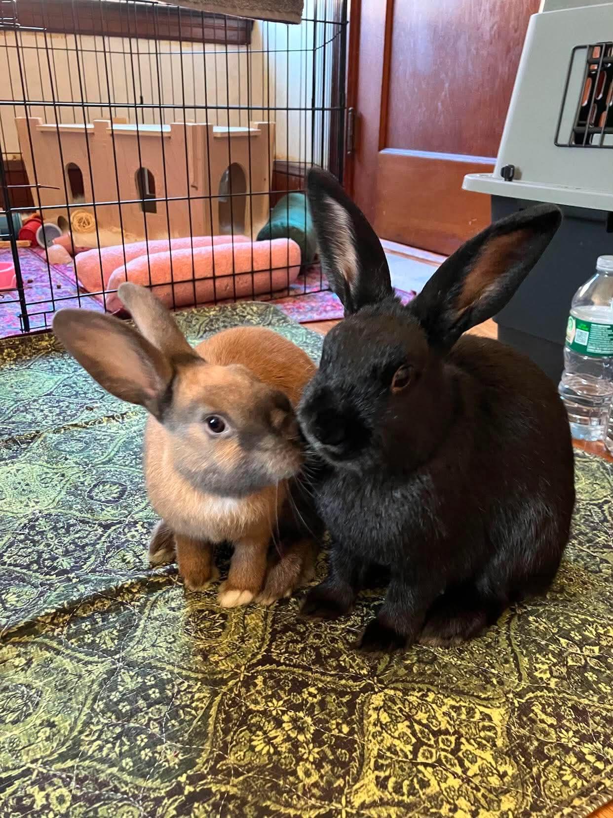 Enlarge Fia (bonded with Silas), a Adopted Bunny Rabbit in Portland, ME image 5/5