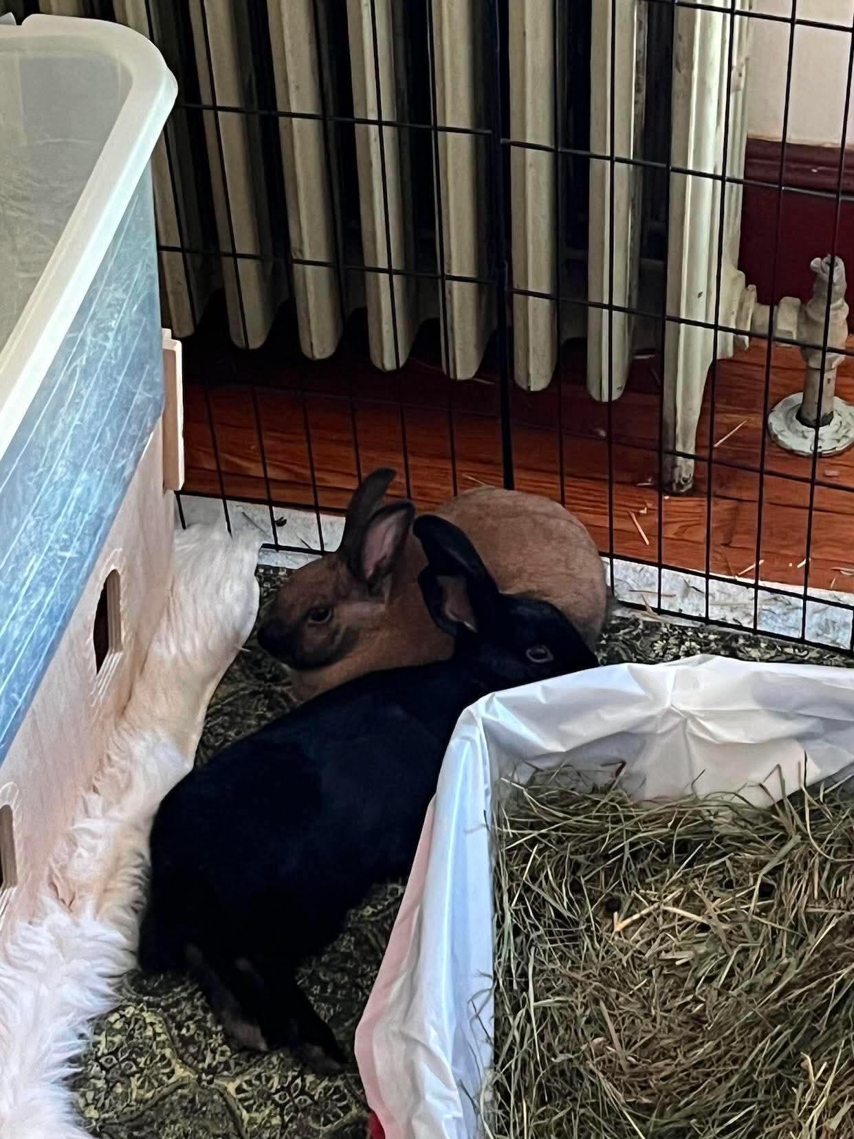 Fia (bonded with Silas), Adopted, Young Female Bunny Rabbit.
