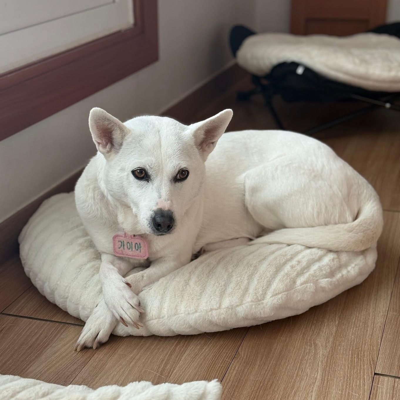 Enlarge Gaia, a Adoptable mixed breed in Astoria, NY image 3/6