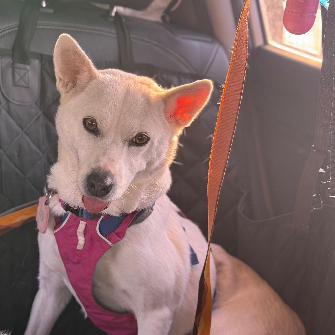 Enlarge Gaia, a Adoptable mixed breed in Astoria, NY image 6/6