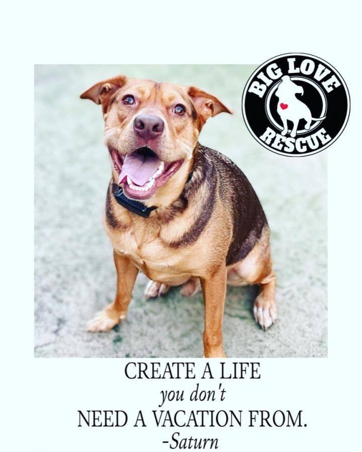 Enlarge Saturn, a Adoptable mixed breed in Cypress, TX image 1/4