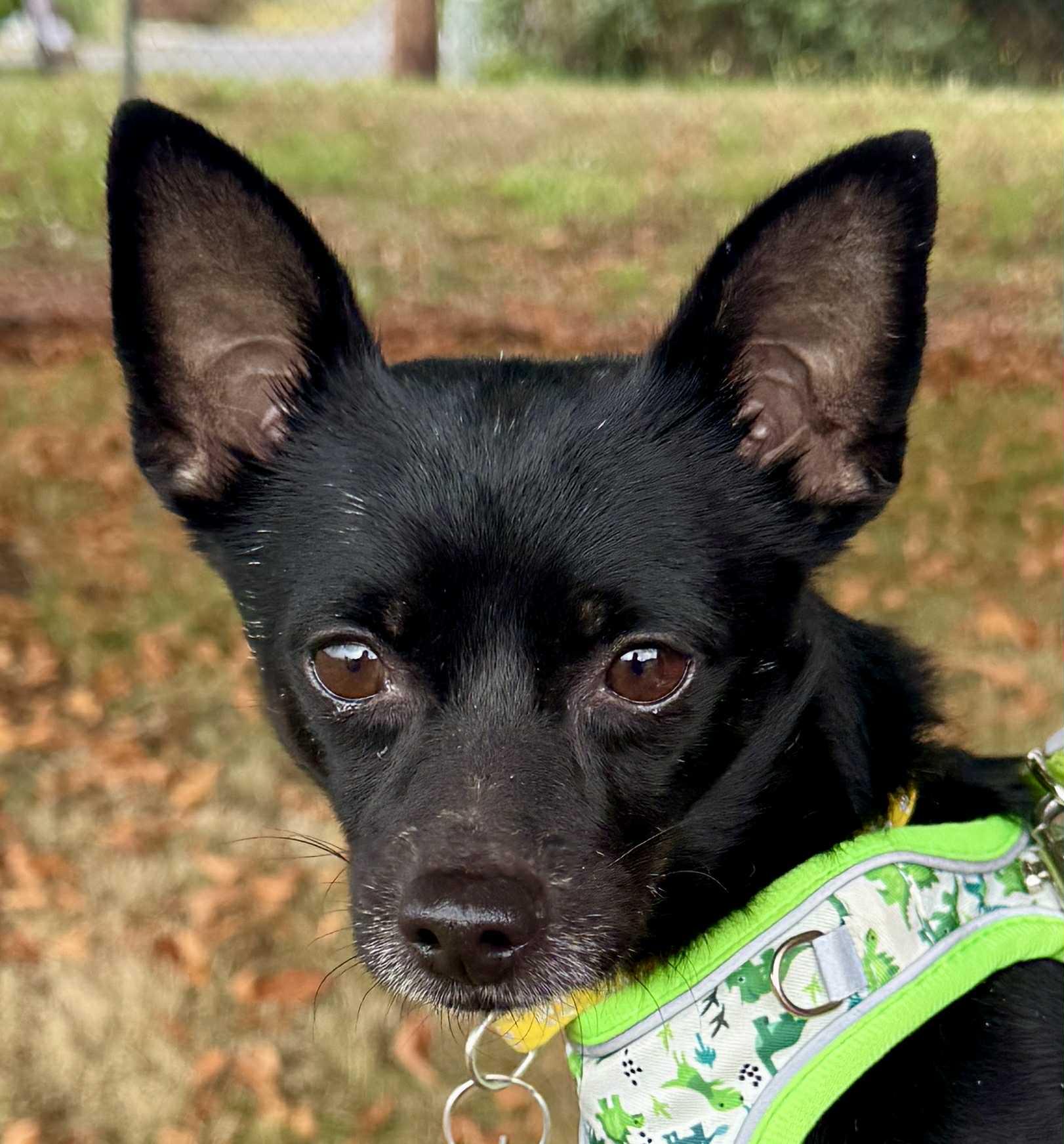 Harley, Adoptable, Adult Male Chihuahua.