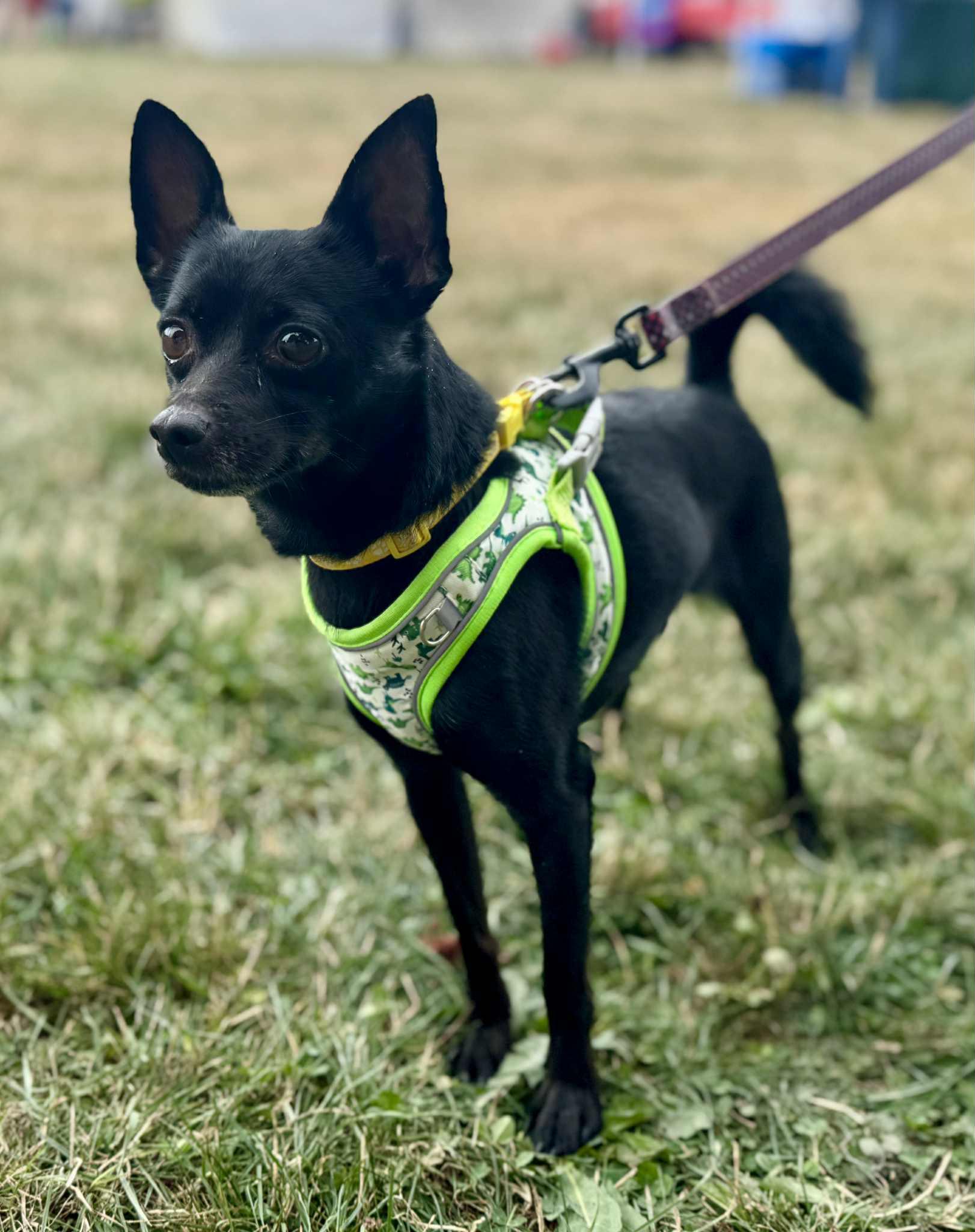 Harley, a Adoptable Chihuahua in Covington, WA image 2/5