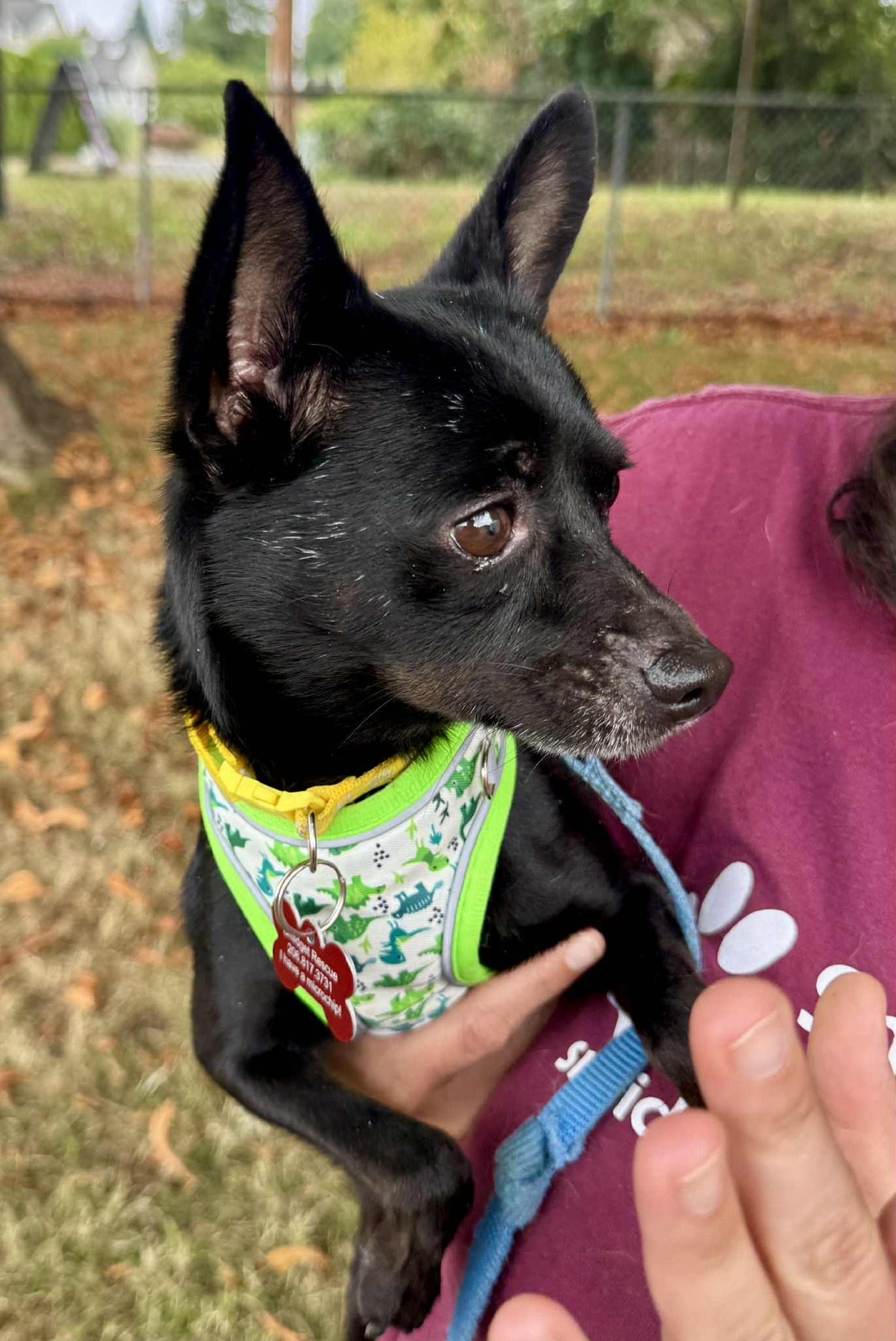 Harley, a Adoptable Chihuahua in Covington, WA image 5/5