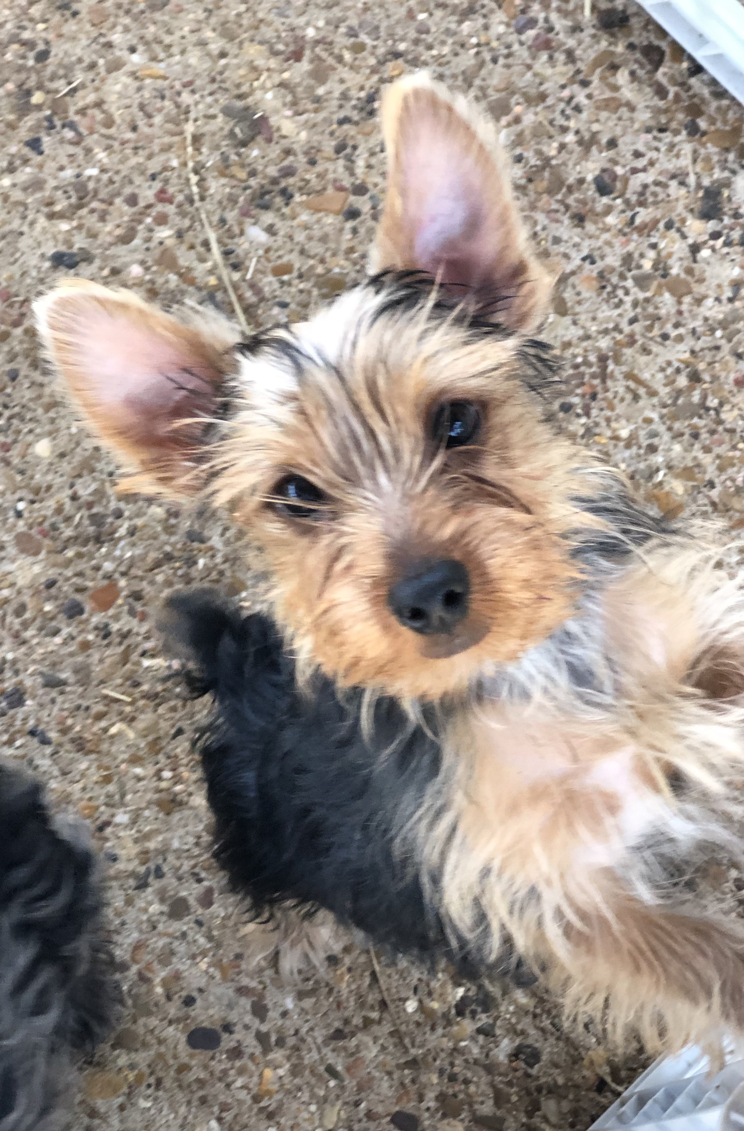 Dog for adoption Cash, a Yorkshire Terrier in Colleyville, TX Petfinder