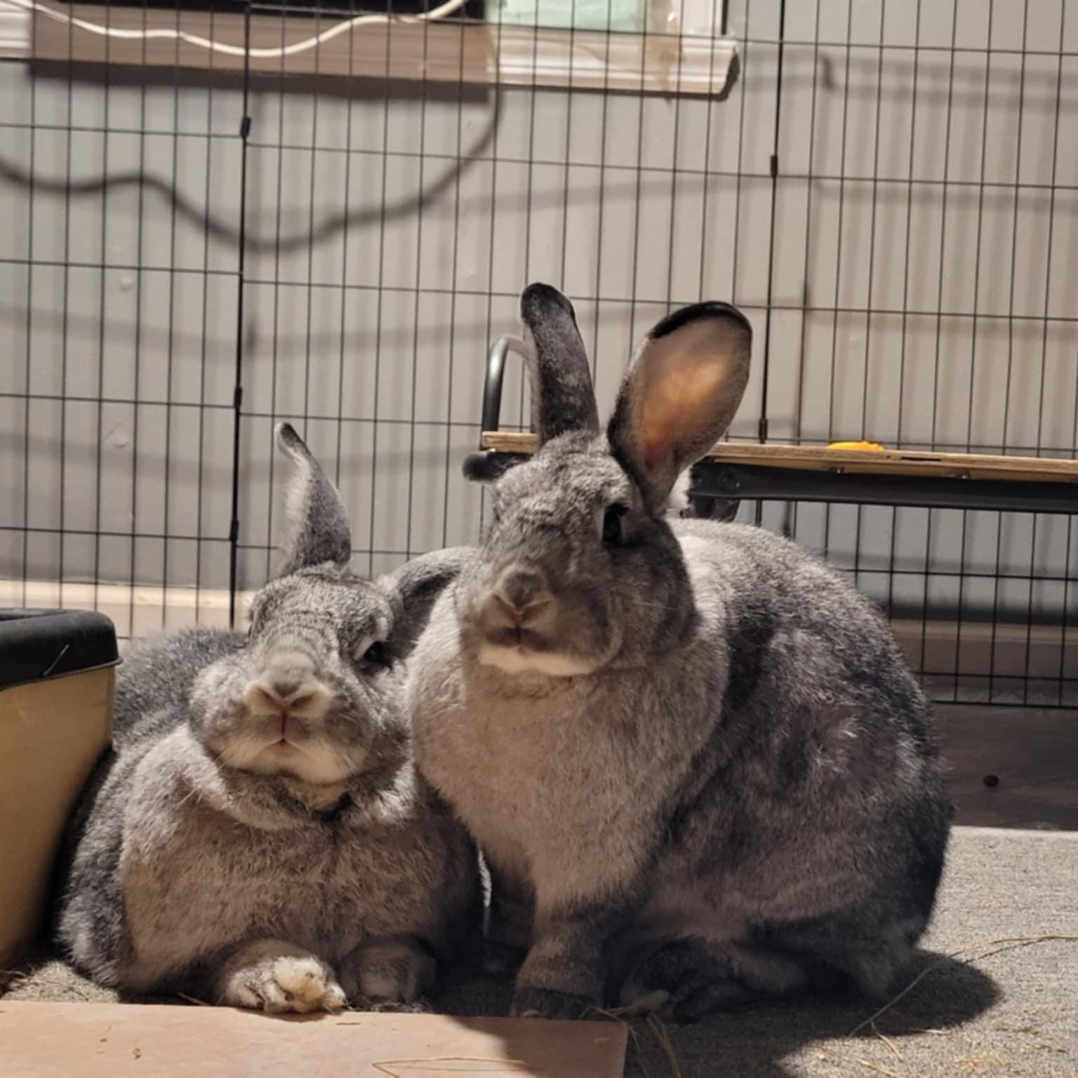 Enlarge Pancake and Waffle (bonded sisters), a Adopted mixed breed in Gibbsboro, NJ image 1/4