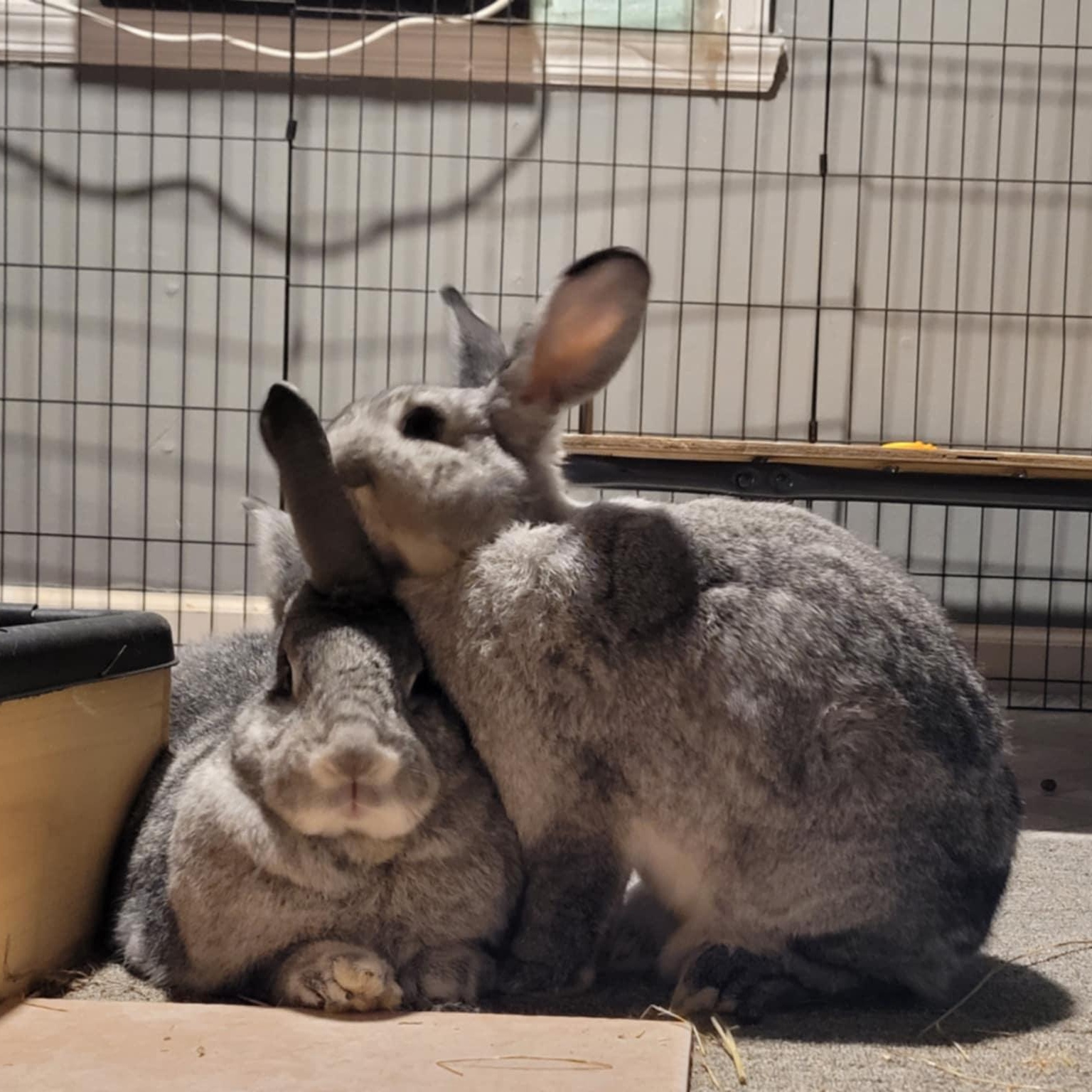 Enlarge Pancake and Waffle (bonded sisters), a Adopted mixed breed in Gibbsboro, NJ image 2/4