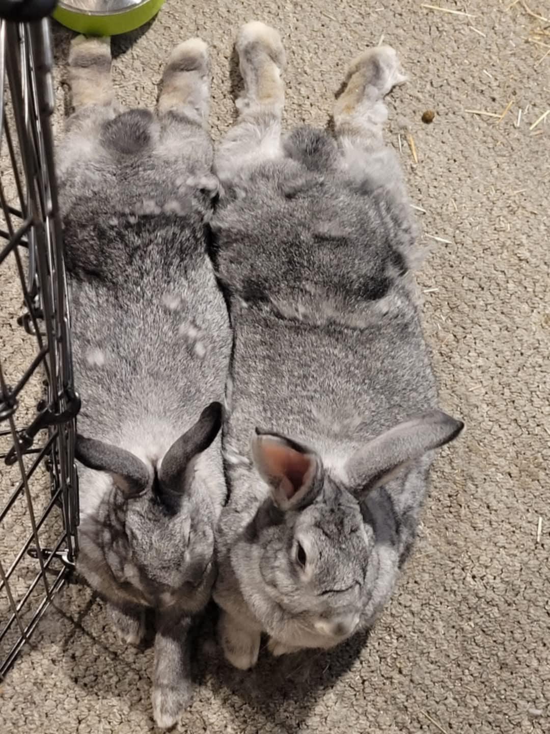 Enlarge Pancake and Waffle (bonded sisters), a Adopted mixed breed in Gibbsboro, NJ image 3/4