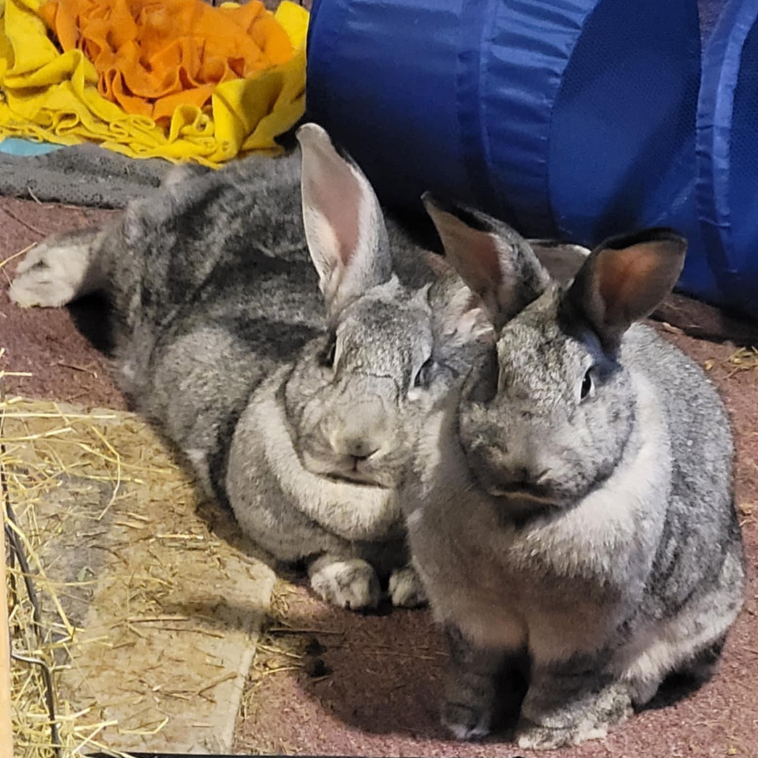 Enlarge Pancake and Waffle (bonded sisters), a Adopted mixed breed in Gibbsboro, NJ image 4/4