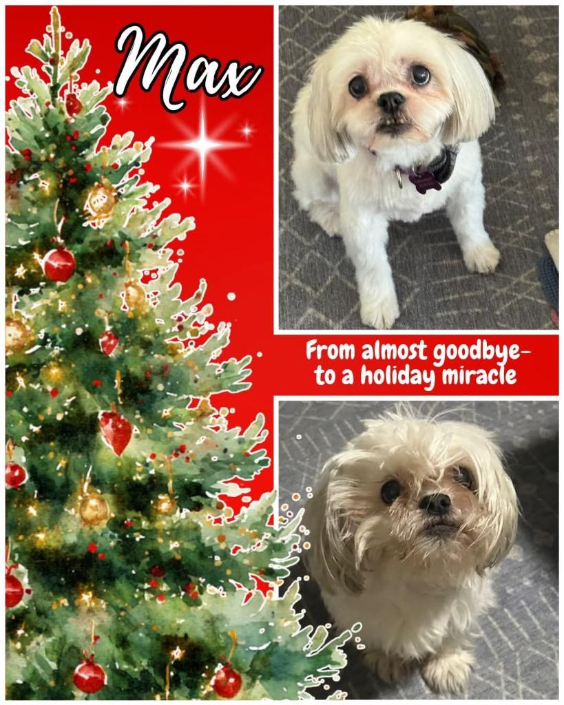 Max, Adoptable, Senior Male Shih Tzu.