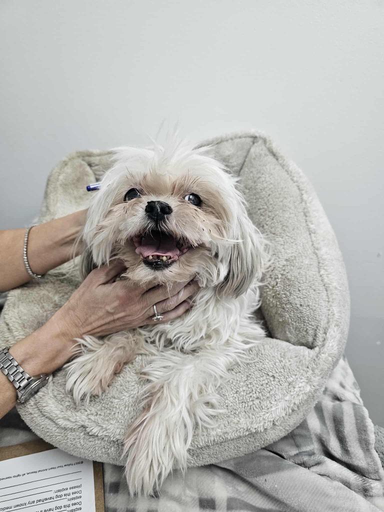 Enlarge Max, a Adoptable Shih Tzu in Mesa, AZ image 2/2