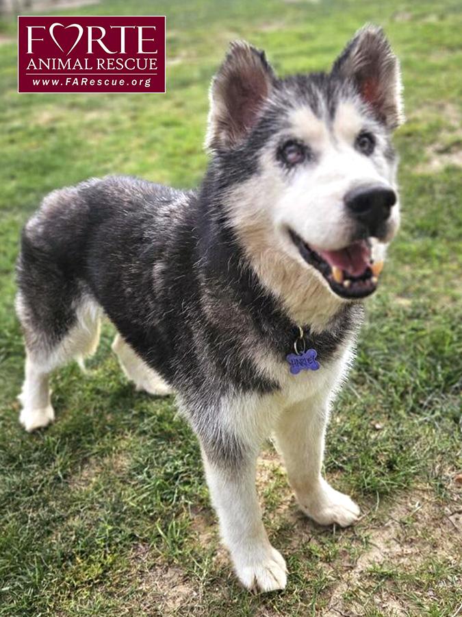 Harley, a Adoptable Husky in Marina Del Rey, CA image 1/2
