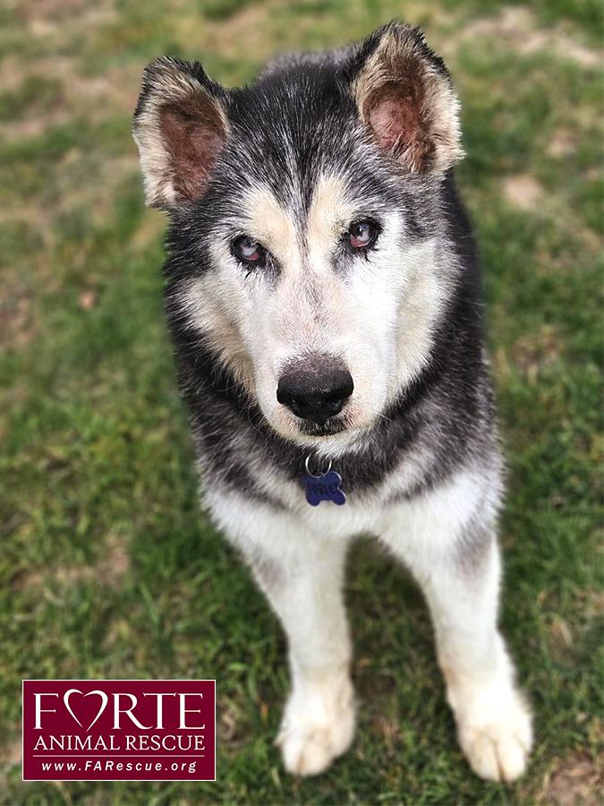 Harley, a Adoptable Husky in Marina Del Rey, CA image 2/2