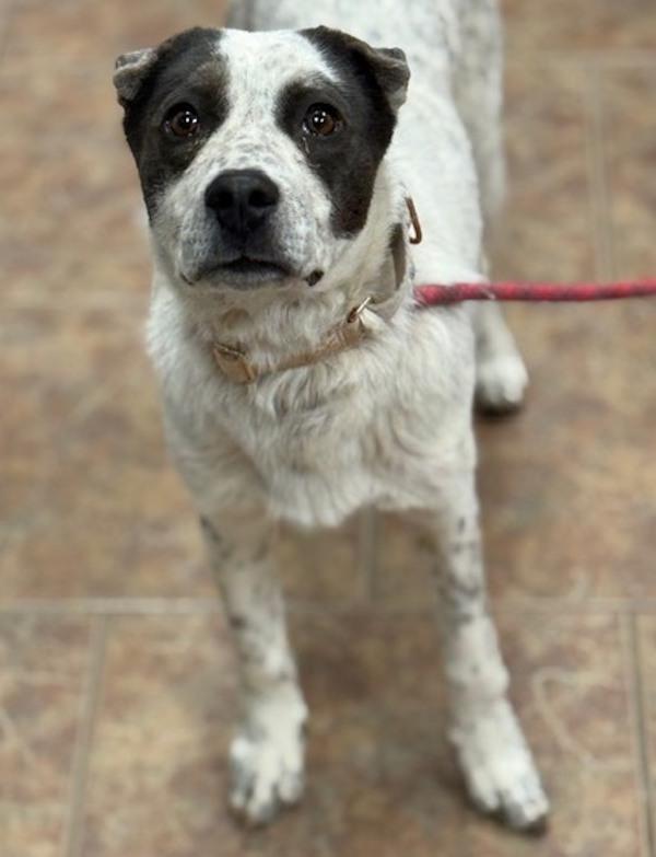 Bubbles, Adoptable, Young Female Australian Cattle Dog / Blue Heeler & Shar-Pei.