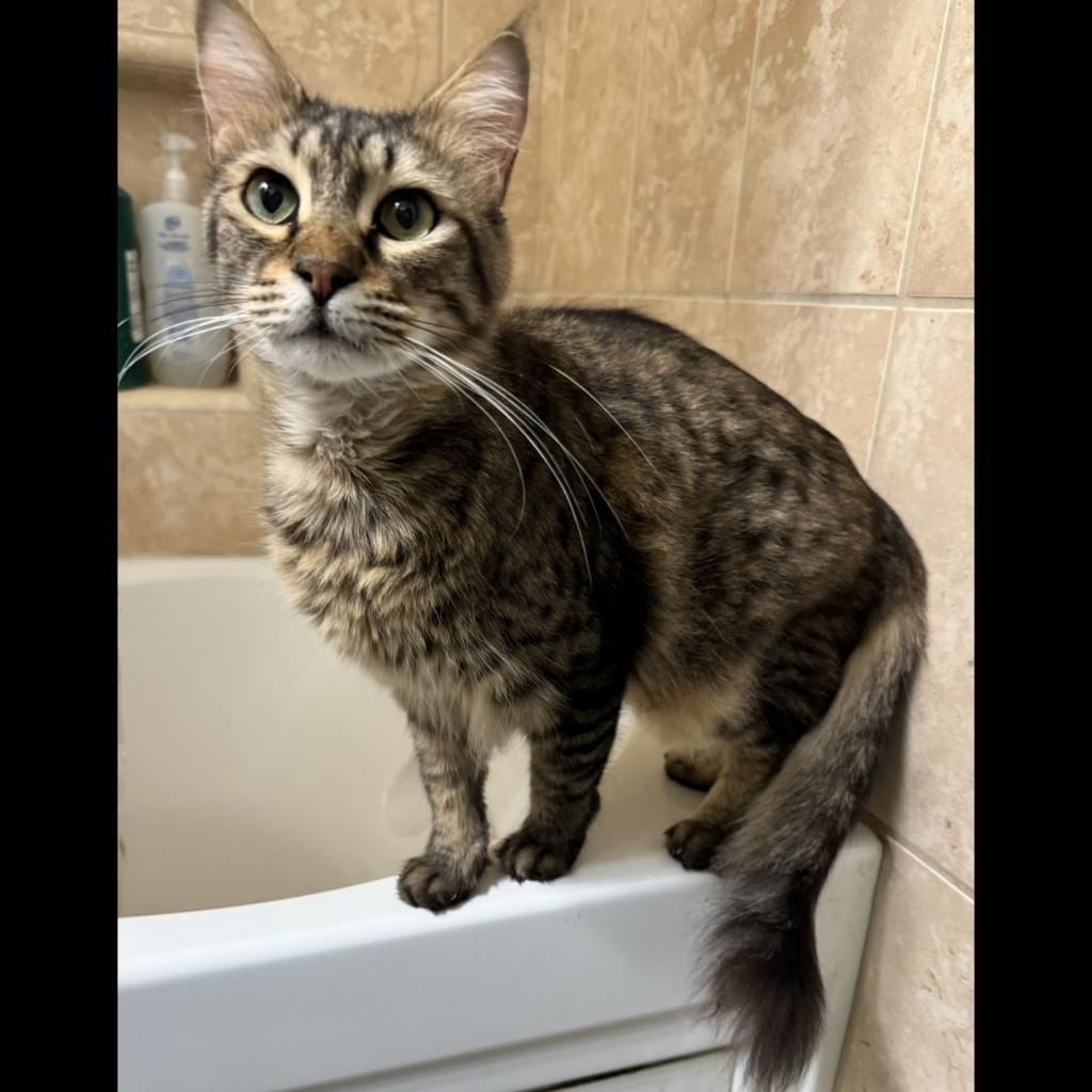 Cocoa, a Adoptable mixed breed in Simi Valley, CA image 1/2