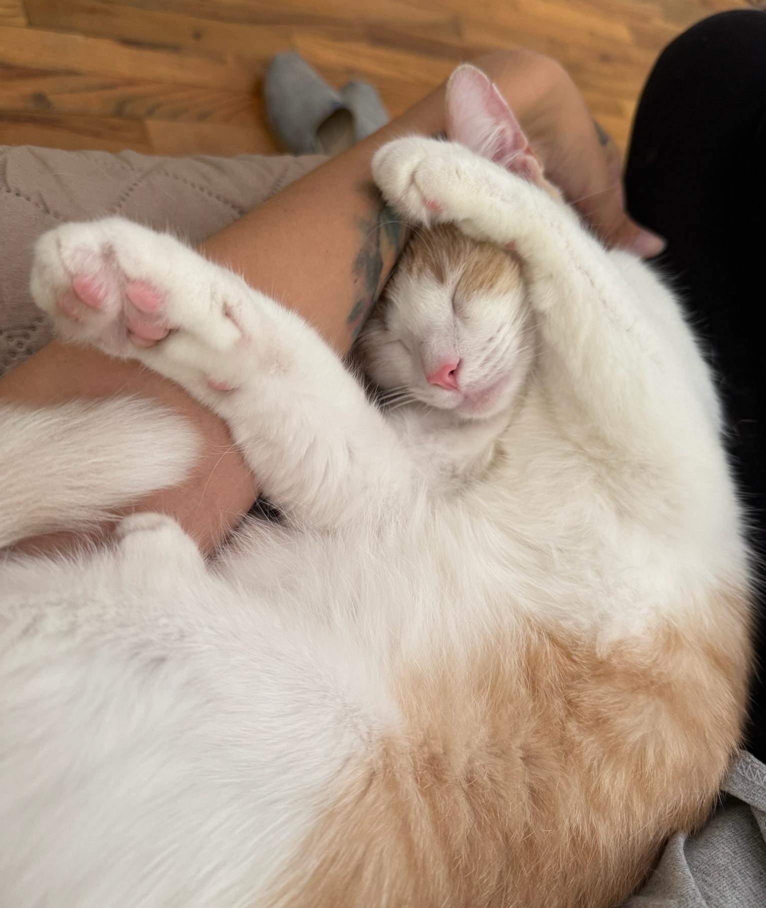 Lola, Adoptable, Adult Female Domestic Short Hair.