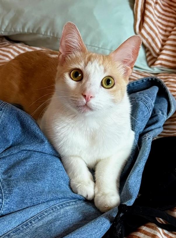 Lola, a Adoptable Domestic Short Hair in Sherman Oaks, CA image 2/6