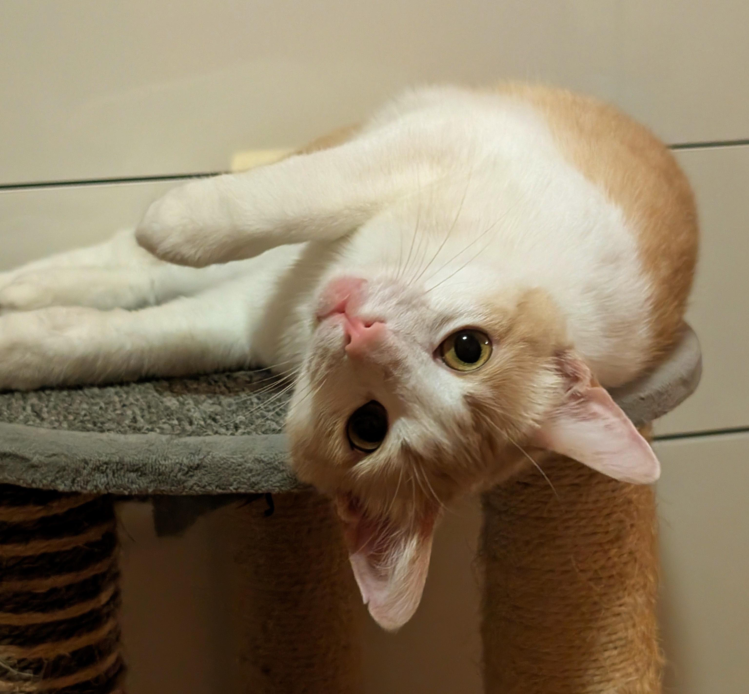 Lola, a Adoptable Domestic Short Hair in Sherman Oaks, CA image 3/6