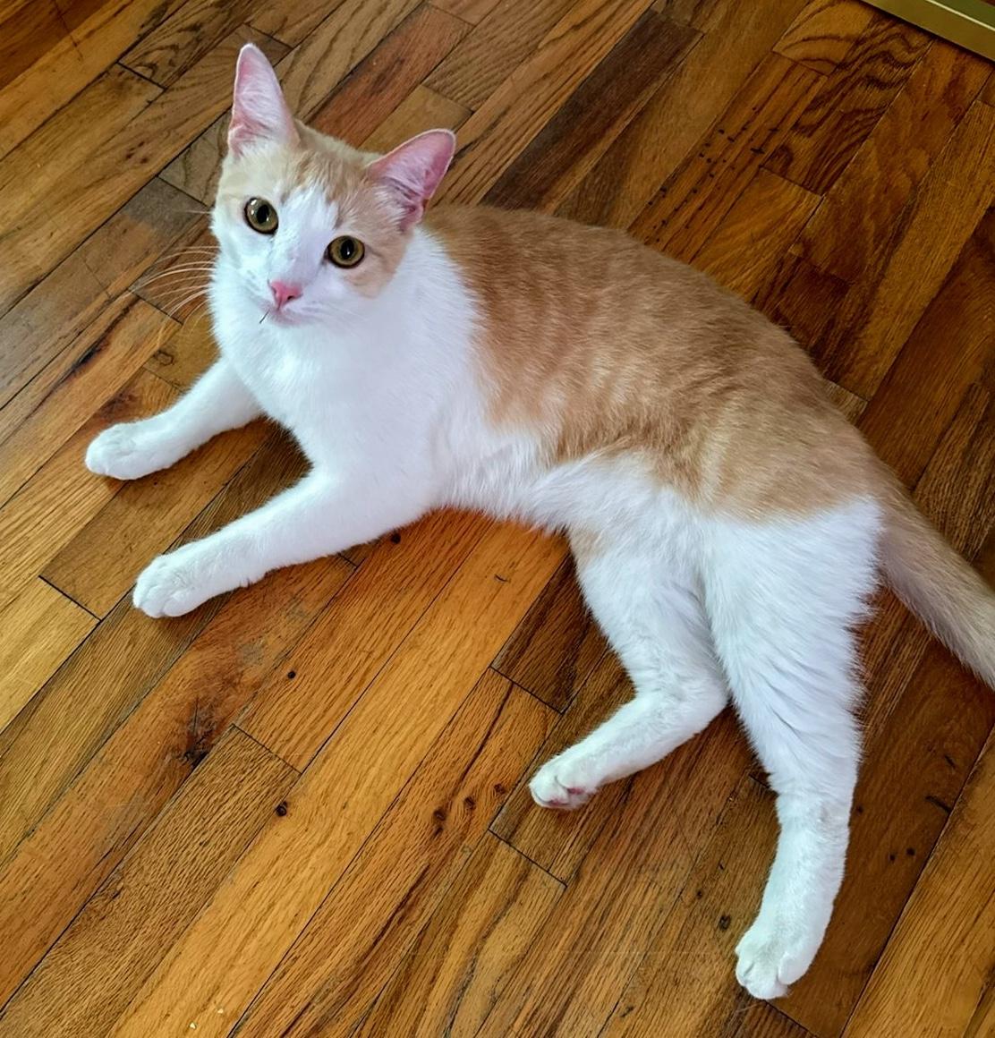 Lola, a Adoptable Domestic Short Hair in Sherman Oaks, CA image 5/6