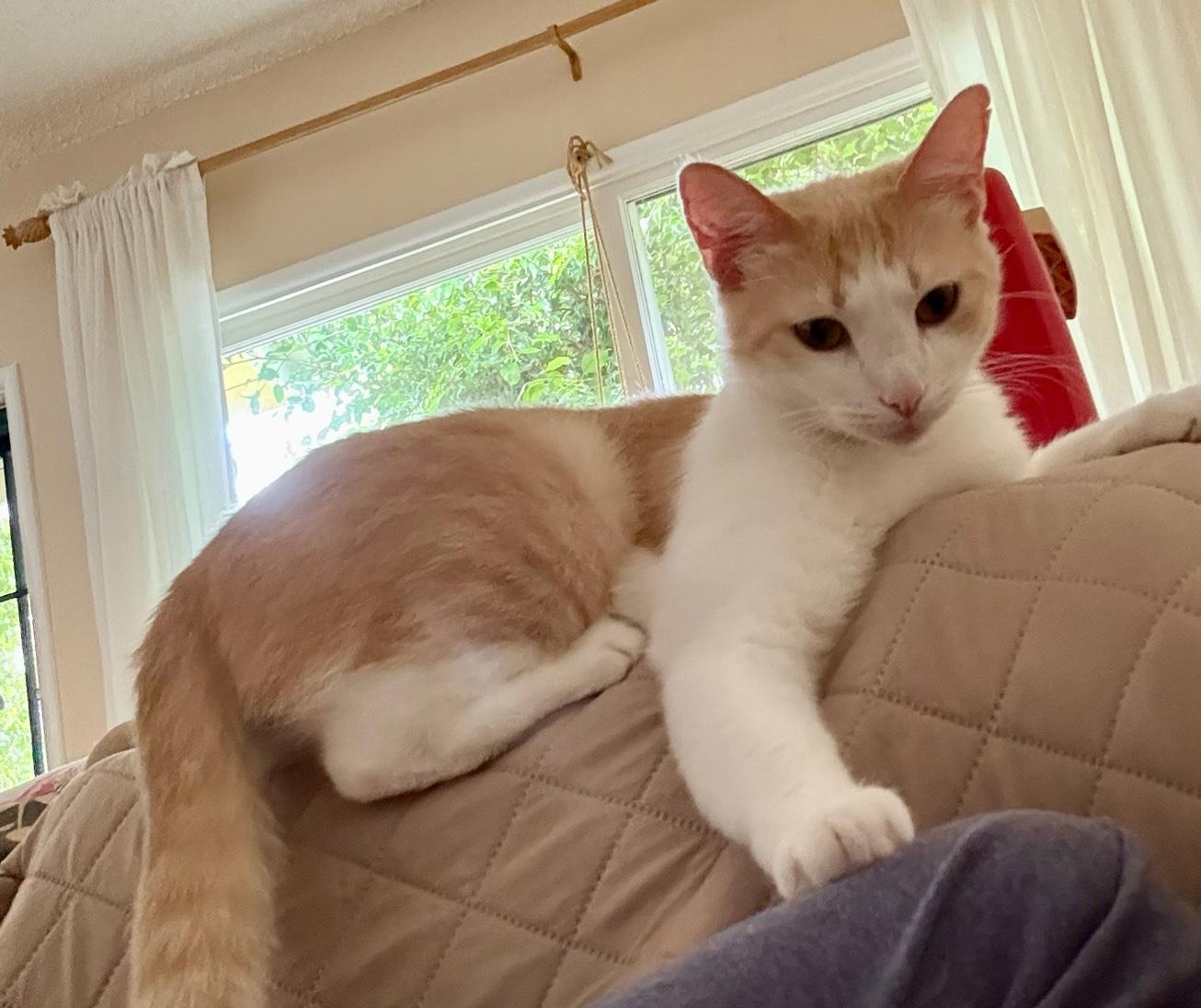 Lola, a Adoptable Domestic Short Hair in Sherman Oaks, CA image 6/6