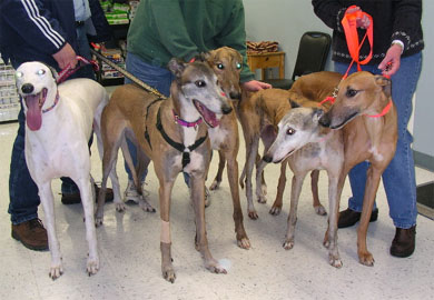 Retired Racing Greyhounds Only, Adoptable, Adult Female Greyhound.