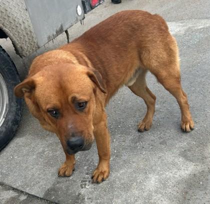 Tombo — thumbnail 2