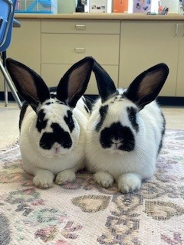 Bandit (companion To Bingo), a Adoptable mixed breed in Stratham, NH image 2/2