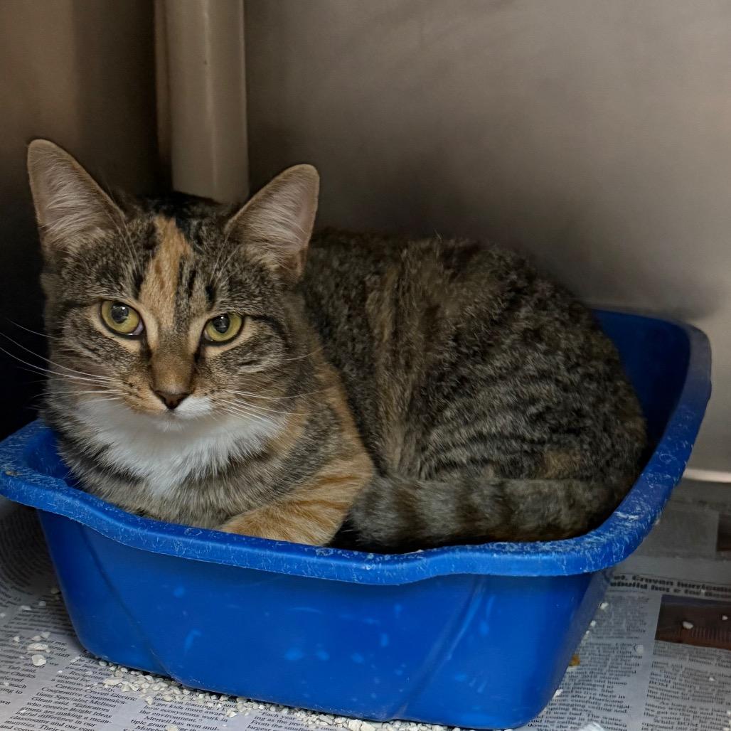 Enlarge Sally, a Adoptable Domestic Short Hair in Newport, NC image 1/6