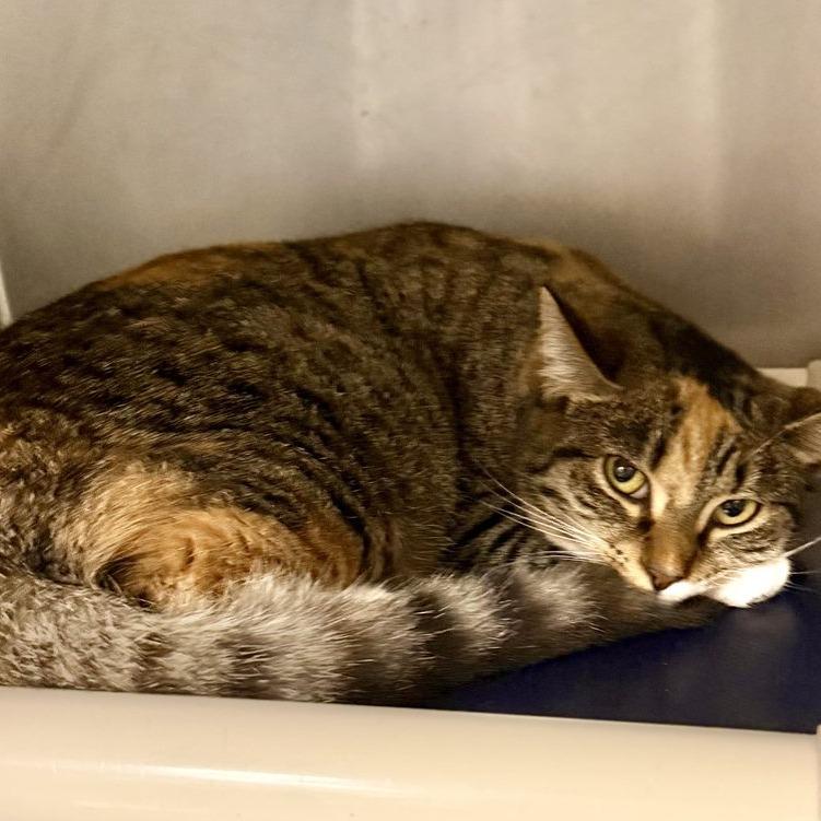 Enlarge Sally, a Adoptable Domestic Short Hair in Newport, NC image 3/6