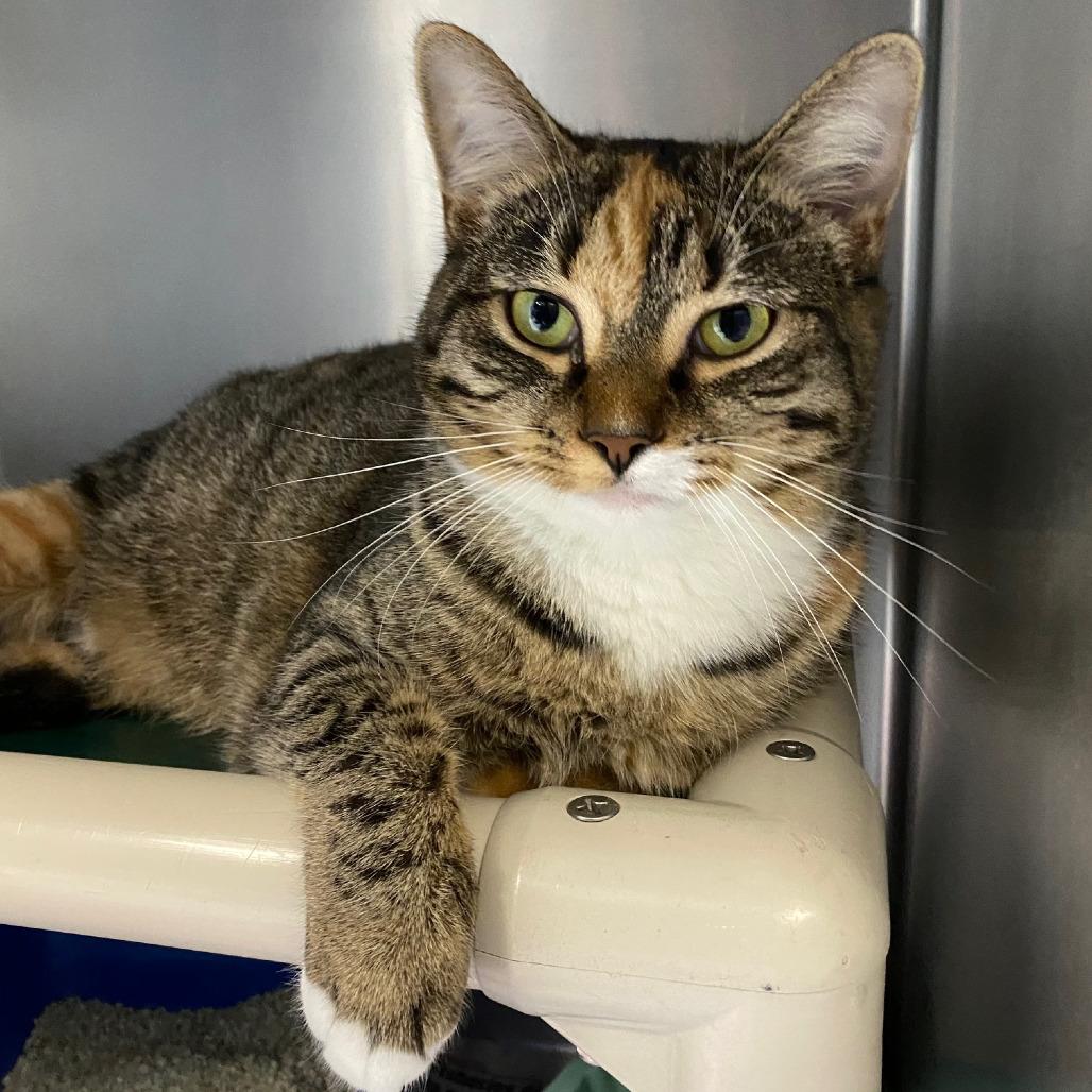 Enlarge Sally, a Adoptable Domestic Short Hair in Newport, NC image 4/6