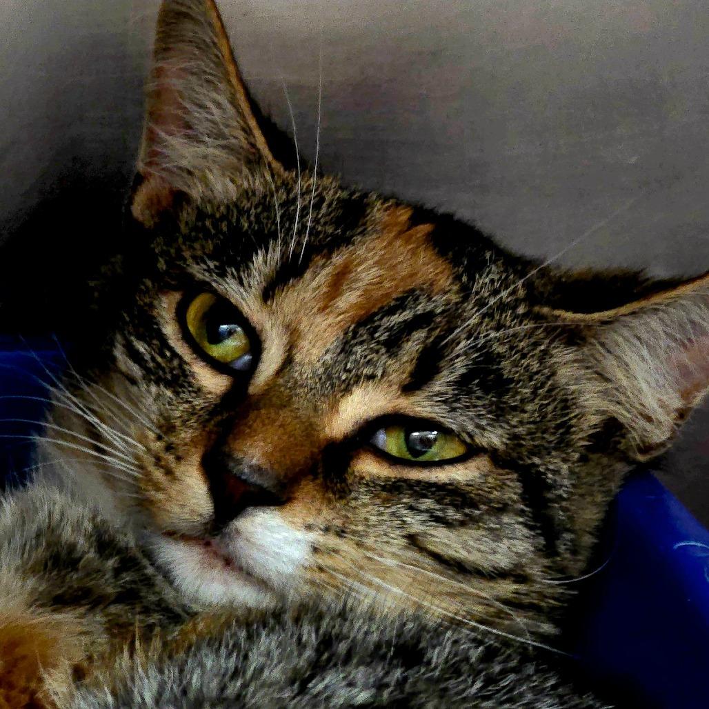 Enlarge Sally, a Adoptable Domestic Short Hair in Newport, NC image 5/6